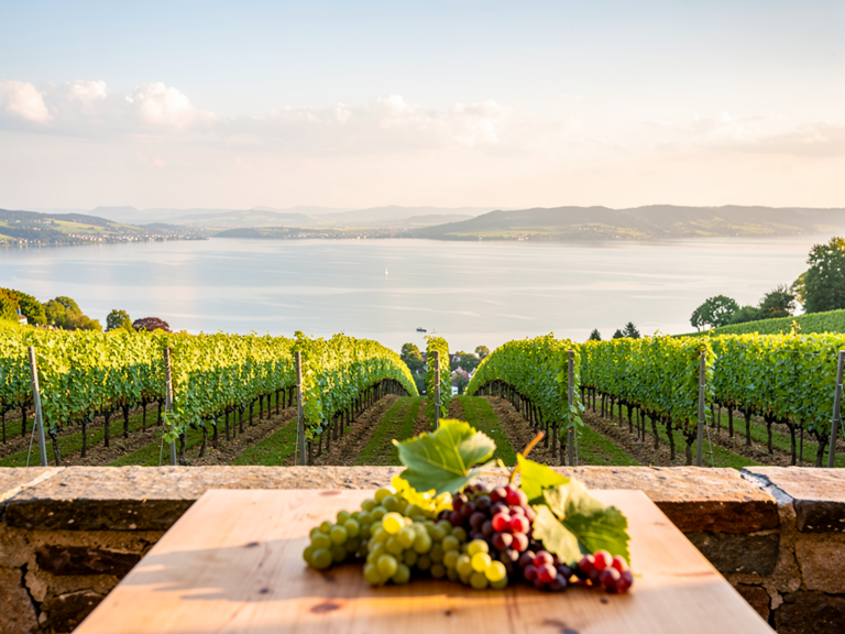 Malerische Weinberge am Bodensee mit idyllischen Weingütern in der Landschaft