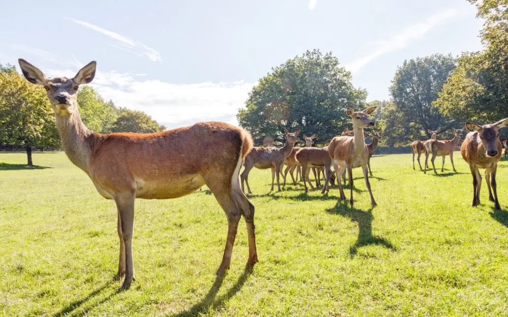 Wild- und Freizeitpark Allensbach