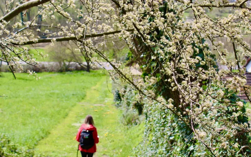 Wanderin läuft auf einer Wiese unter blühenden Zweigen