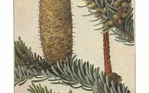 Die Weiß-Tanne (Abies alba)