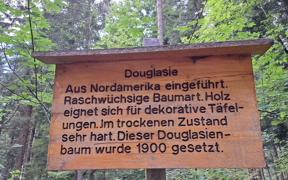 Die Douglasie (Pseudotsuga menziesii)