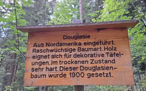 Die Douglasie (Pseudotsuga menziesii)