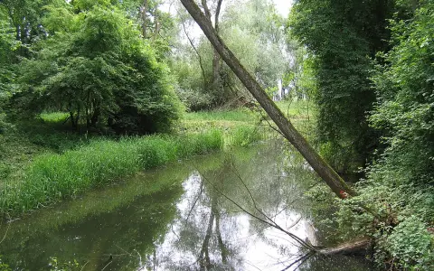 Bodenseeufer westlich Friedrichshafen