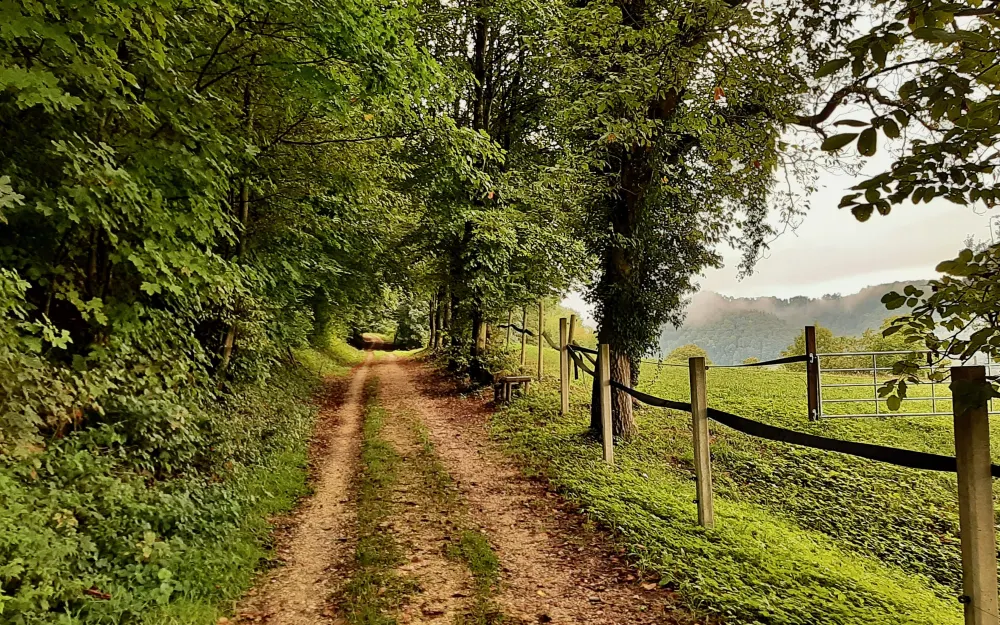 Rehmhofweg
