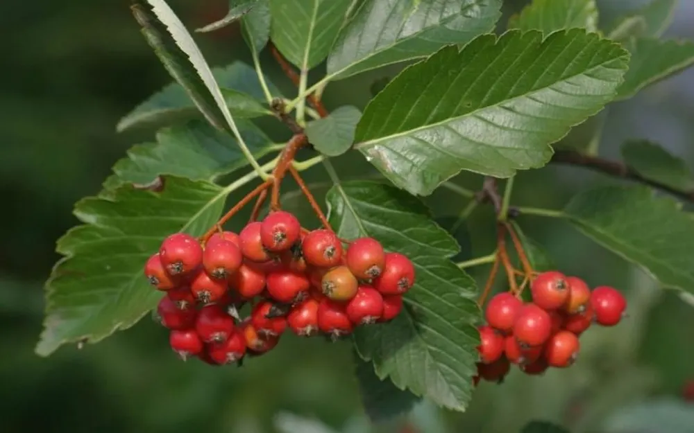 Die Mehlbeere (Sorbus aria)