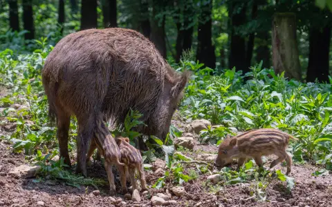 Wildgehege Waldshut