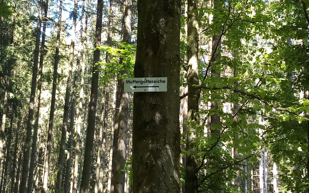 "Muttergotteseiche" im Neidlingwald