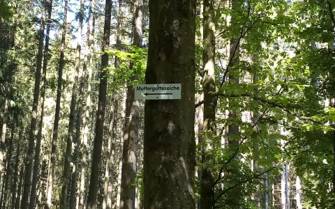 "Muttergotteseiche" im Neidlingwald