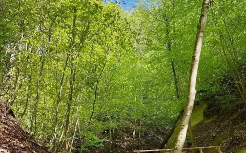 Schluchtweg / Gießbachtobel