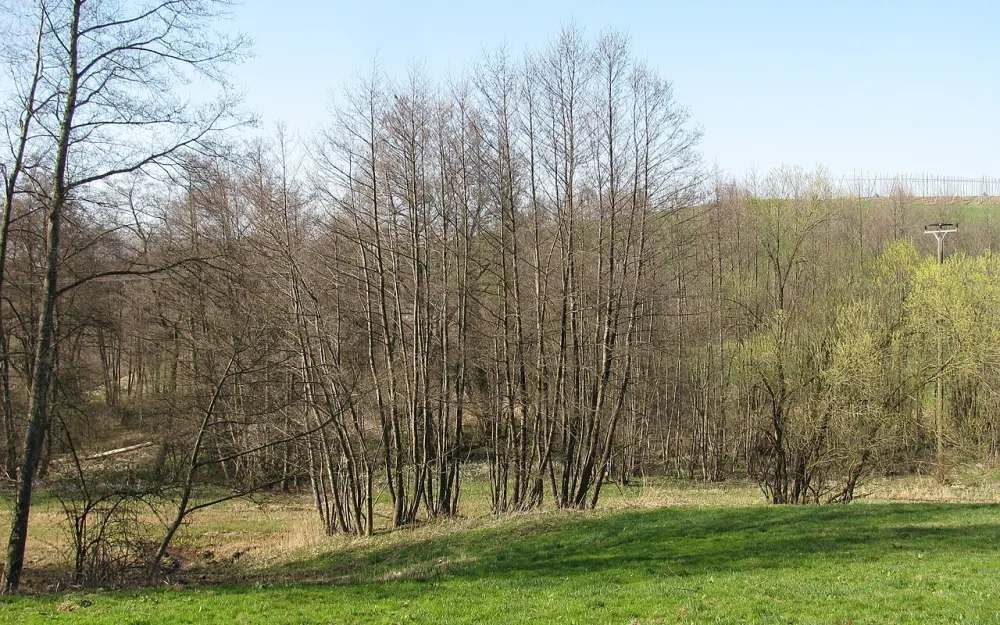Buchbach
