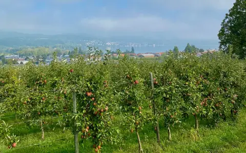 Blick vom Obstwanderweg Bodman auf den See