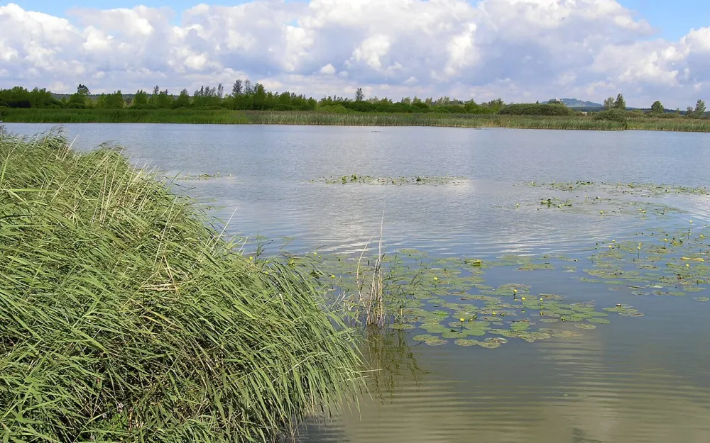 Federsee und Blinder See bei Kanzach