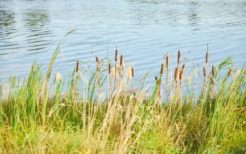 Kaltbrunnweiher
