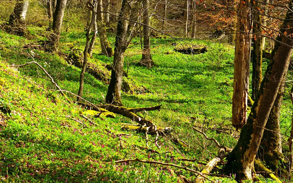 Buchhalde-Oberes Donautal