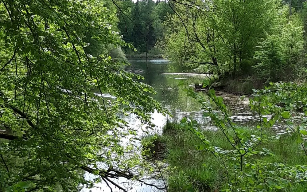 Natur am Wegesrand