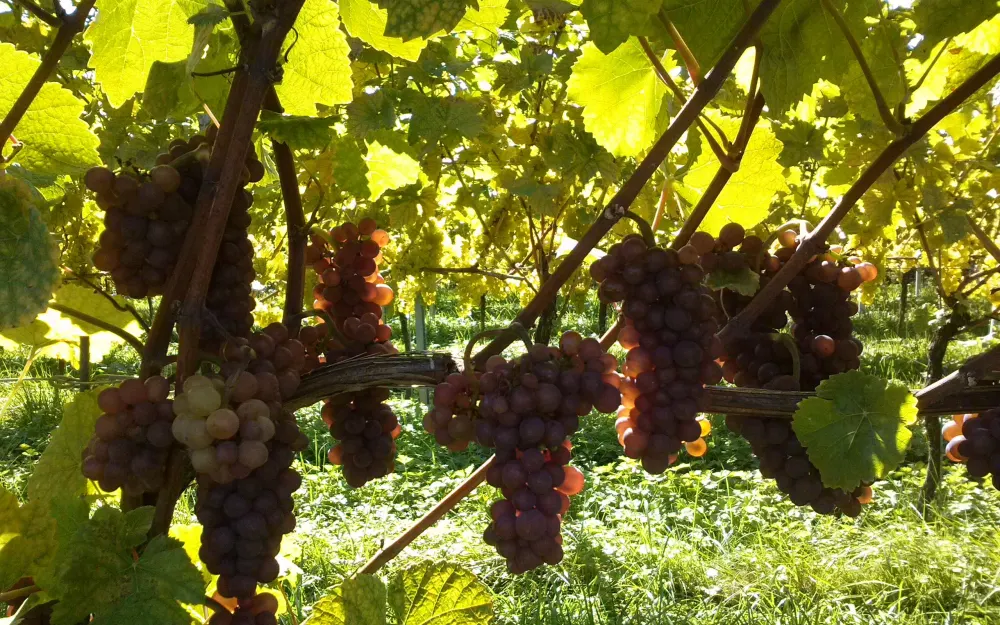 Weinhof Hornstein