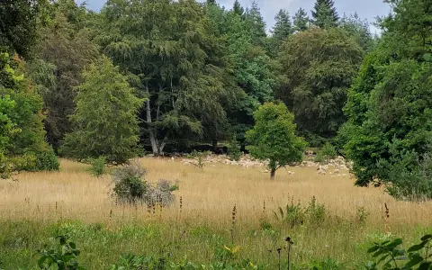 Naturschutzgebiet Kraftstein-Schafe