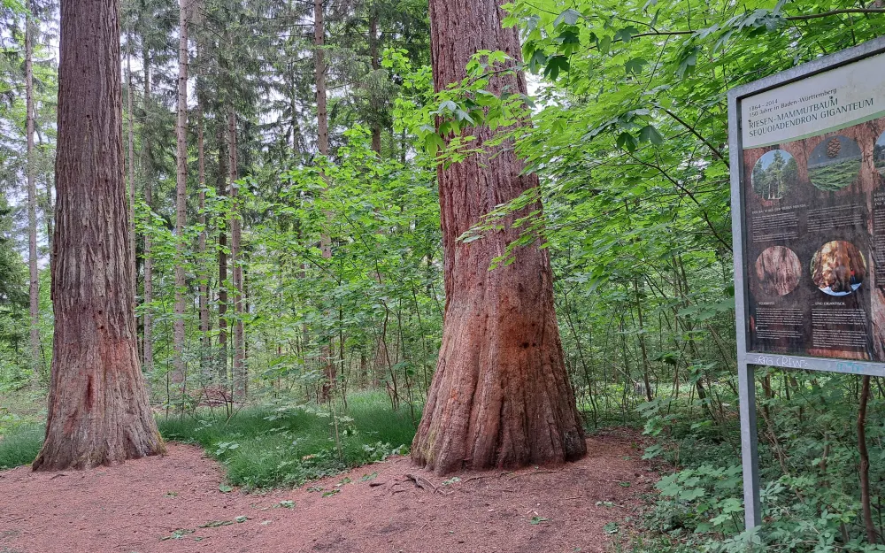 Mammutbäume