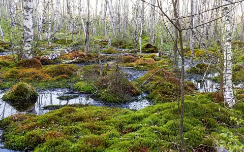 Schwenninger Moos