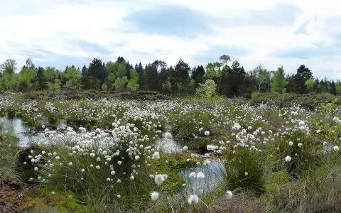 Feuchtgebiete bei Waldburg und Kißlegg