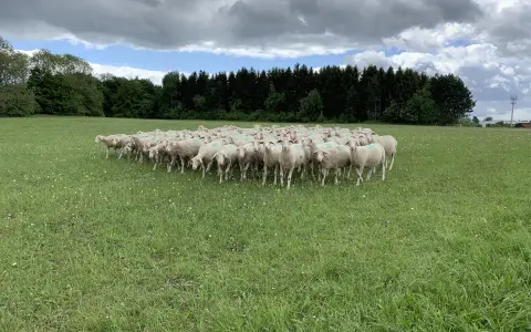 Schafe auf einer Weide am Wegesrand