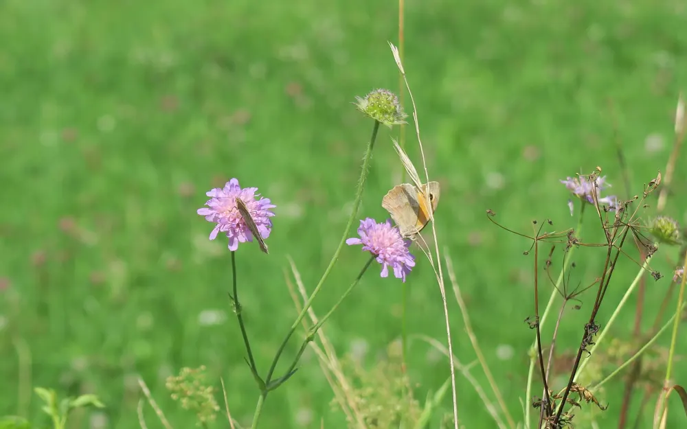 Blumen am Wegesrand des geologischen Lehrpfades