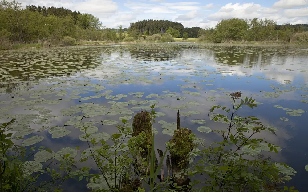 Herzogenweiher