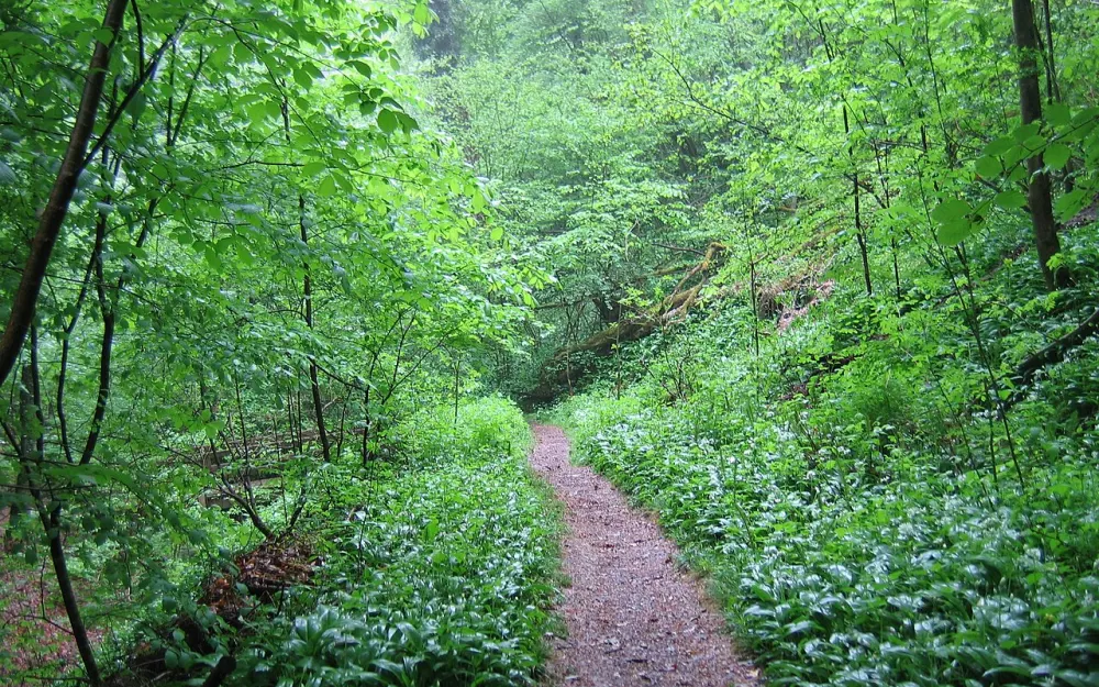 Spetzgarter Tobel
