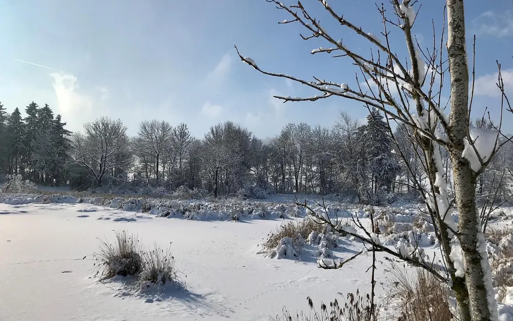 Schwabelsberger Weiher