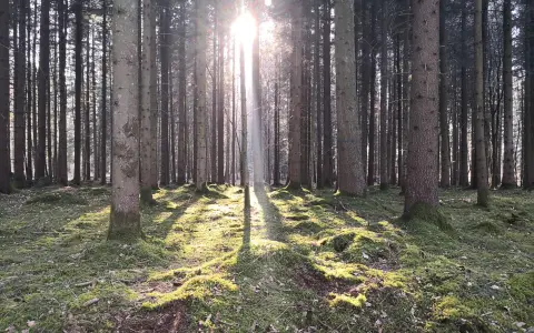 Deewald