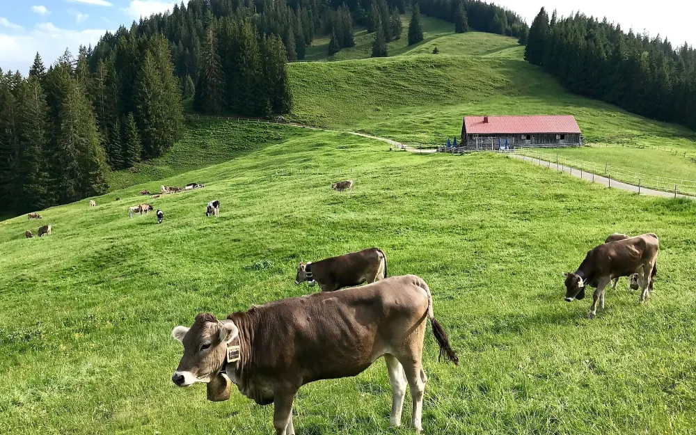 Alpe Fahnengehren