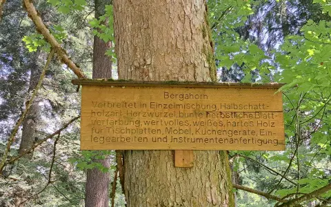 Der Berg-Ahorn (Acer pseudoplatanus)