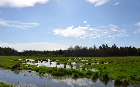 Moor im Naturschutzgebiet Pfrunger-Burgweiler Ried