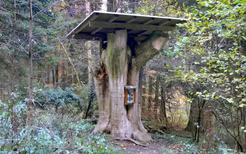 ehemalige Wunderfichte