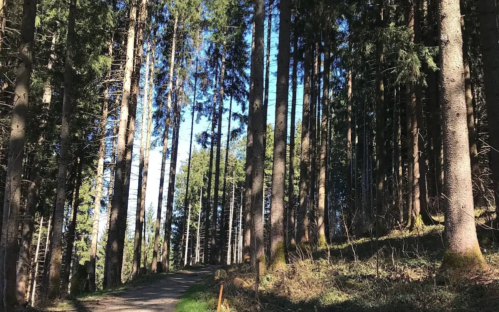 Amselweg Richtung Maderhalm oder Oberdorf