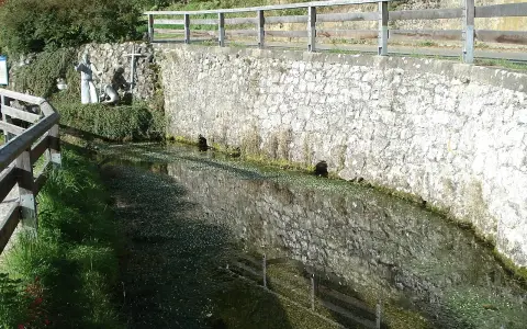 Gallusquelle