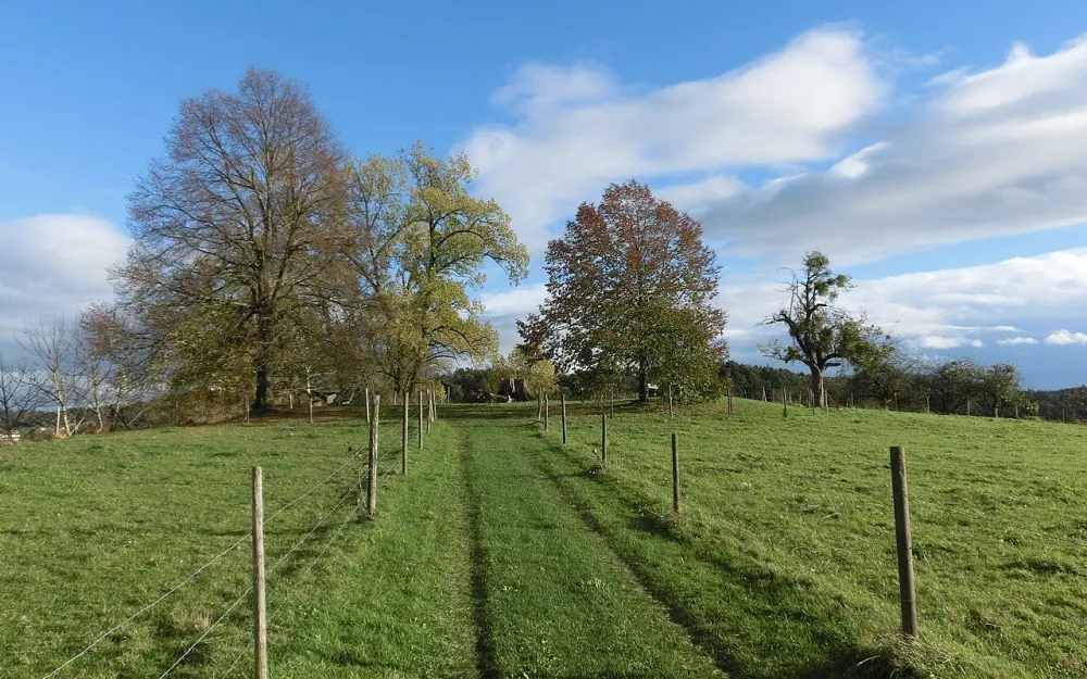 Höhe 493,8 südlich Tettnang bei Schäferhof