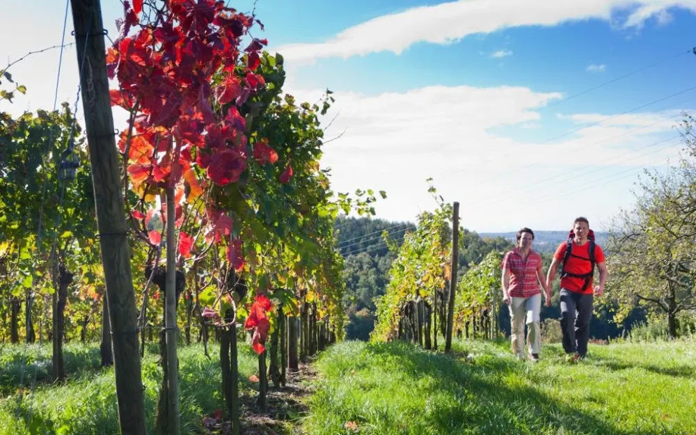 Premiumwandern durch die Weinreben