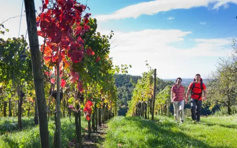 Premiumwandern durch die Weinreben