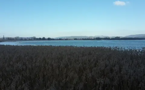 Radolfzeller Aachried