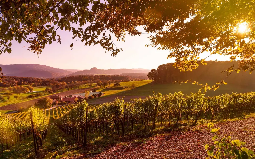 Weingut Clauß in Nack