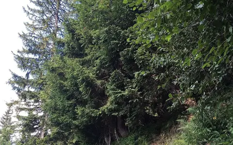 Schmaler Pfad durch den Wald Richtung Berghaus Schwaben