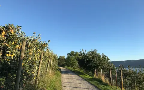 Blütenweg zwischen Ludwigshafen und Sipplingen