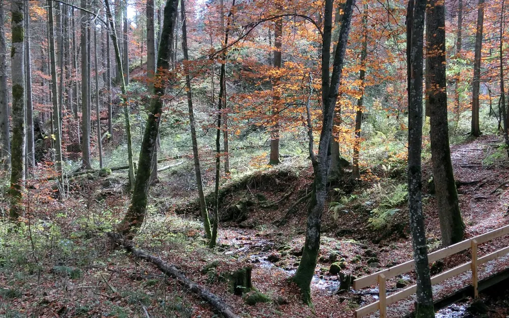Rohrbachtobel im Wierlinger Forst