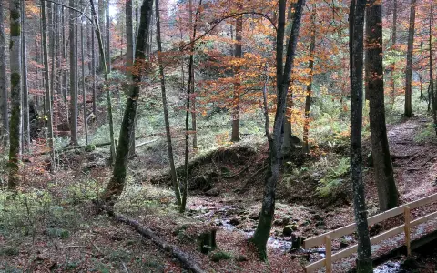 Rohrbachtobel im Wierlinger Forst