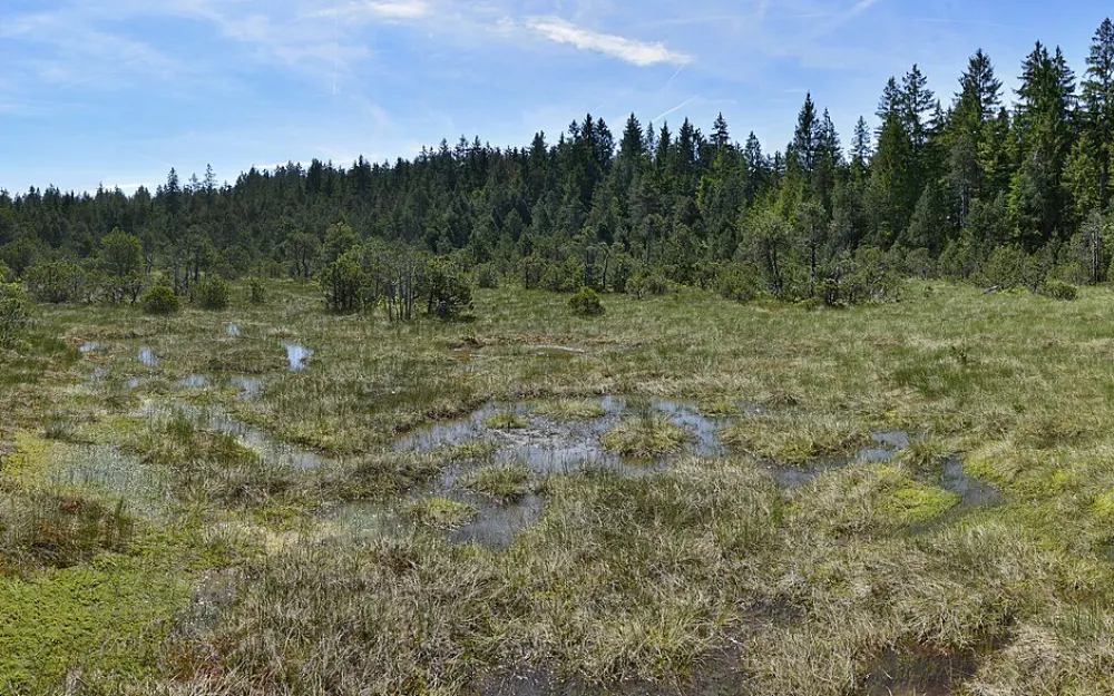 Schönleitenmoos im Wierlinger Forst