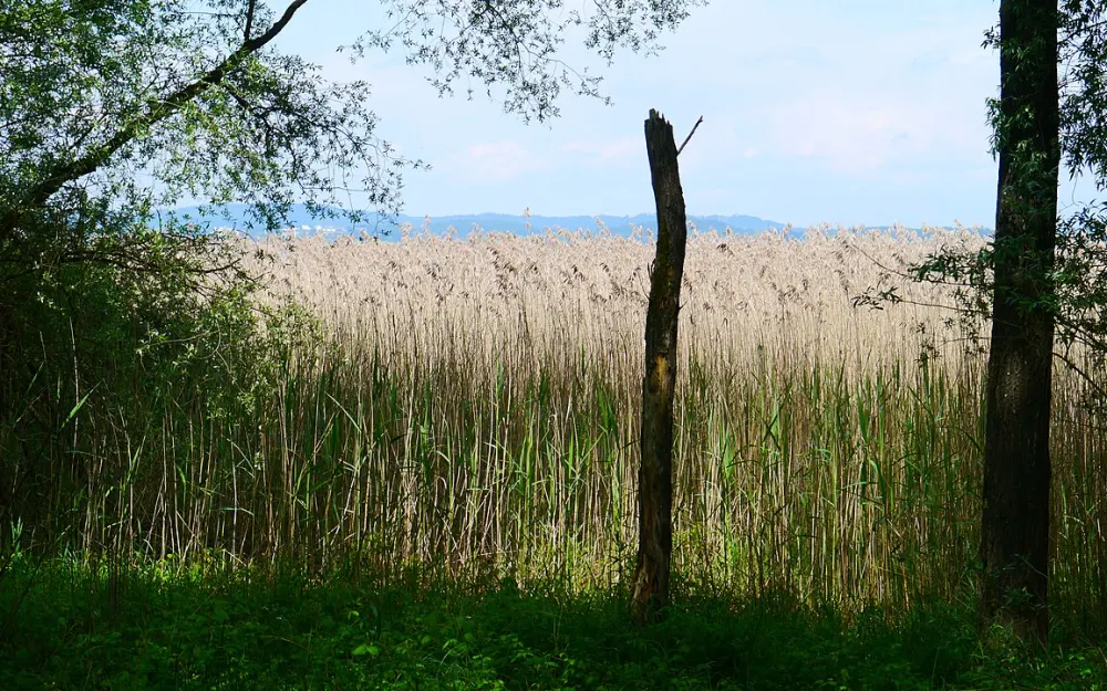Bodenseeufer - Untere Güll