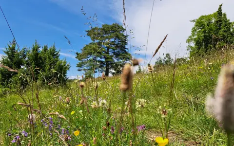 Wacholderheiden in Albstadt