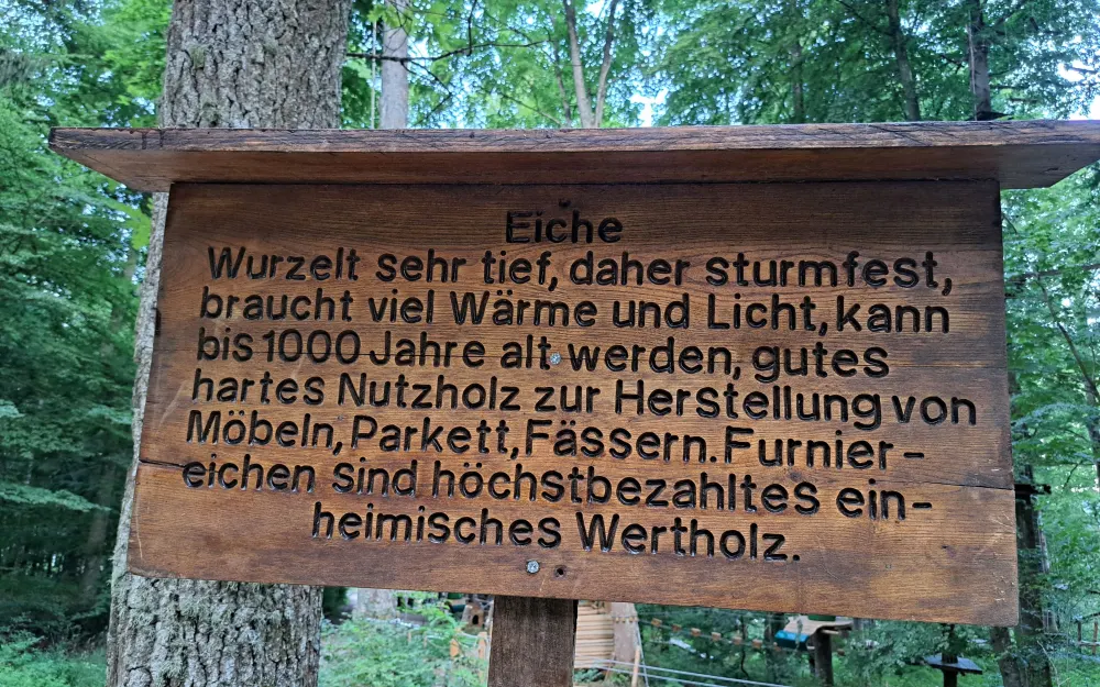Die Stiel-Eiche (Quercus robus)