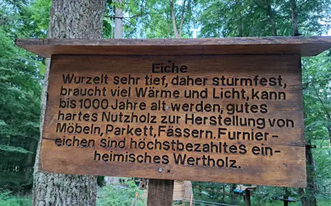 Die Stiel-Eiche (Quercus robus)